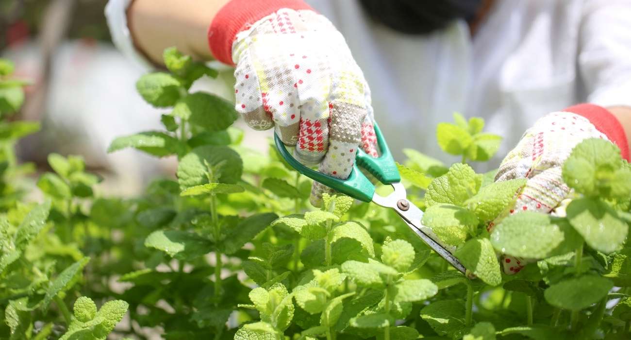 VIVÊNCIA: MANEJO COLABORATIVO HORTO MEDICINAL