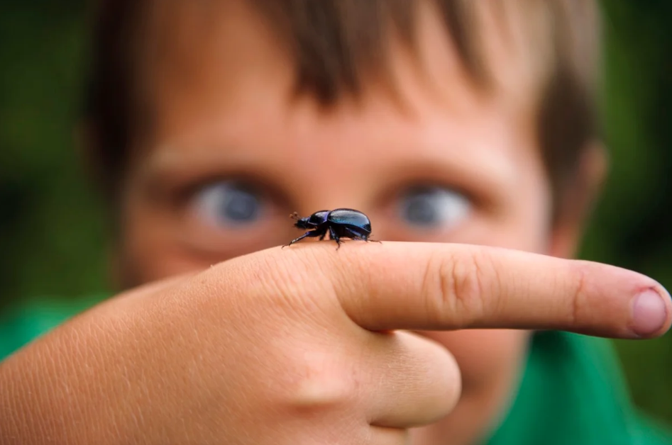 ROTEIRO: VEM INSETAR!