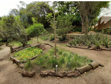 PLANTAS QUE CURAM: VISITAÇÃO LIVRE AO HORTO MEDICINAL