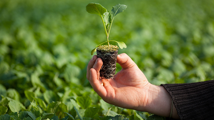 OFICINA TÉCNICAS DE PRODUÇÃO E PLANTIO DE MUDAS