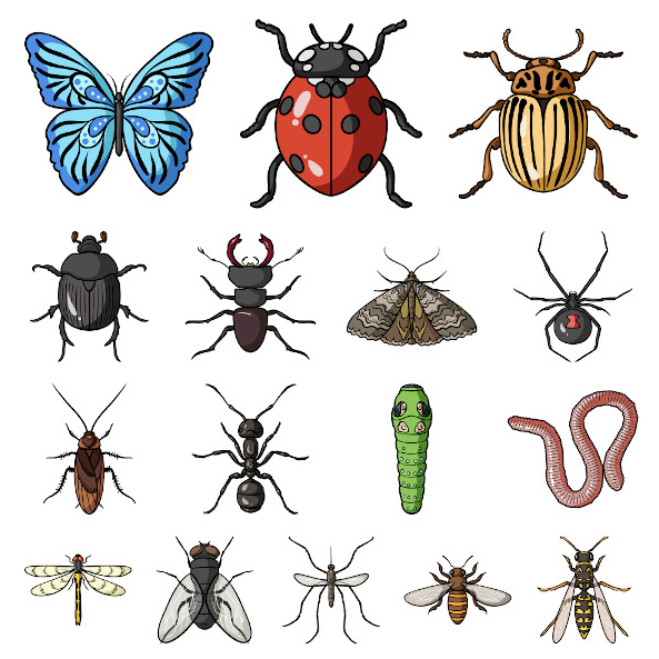 DESCOBRINDO OS ANIMAIS DA EMEA